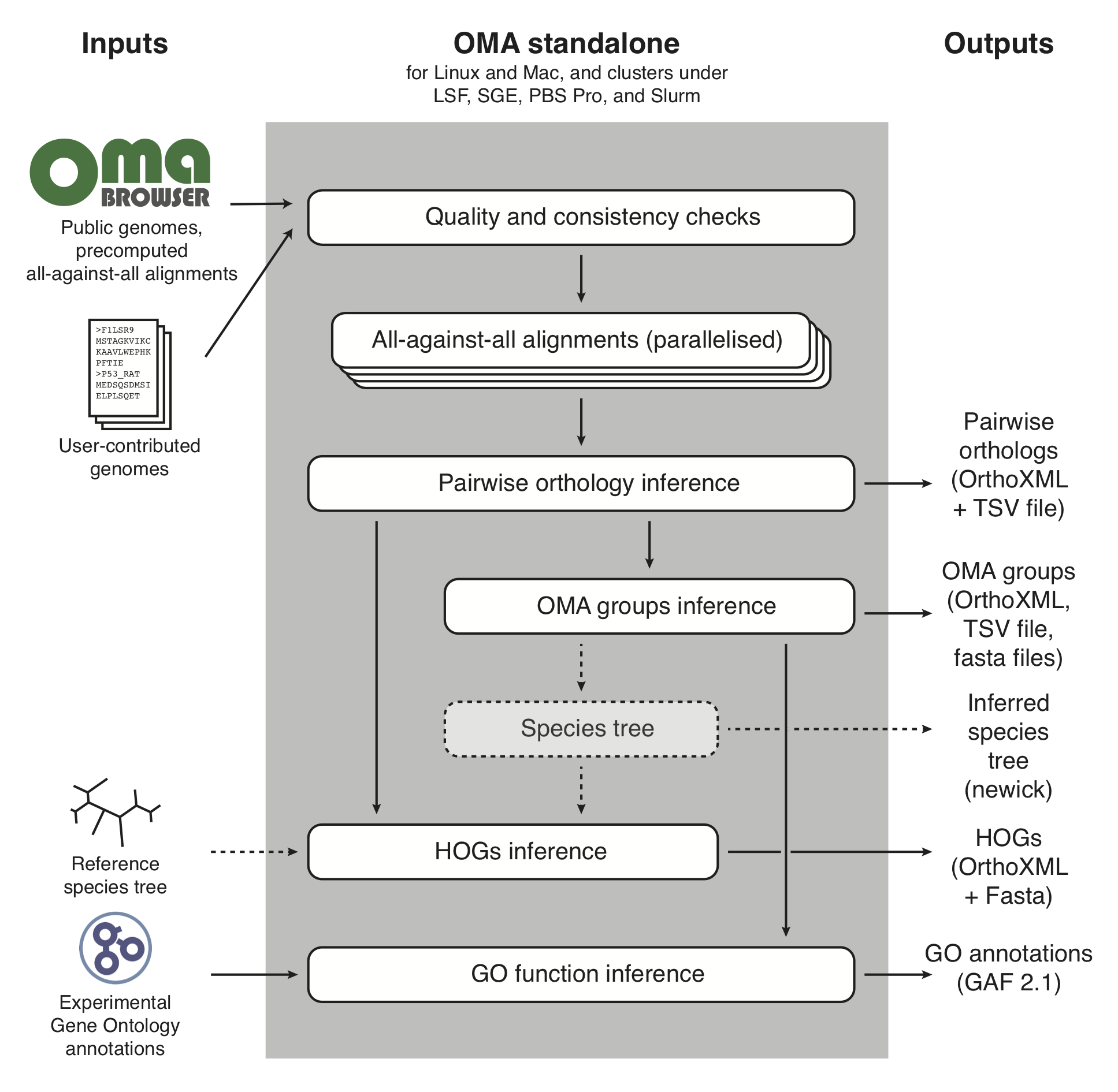 Figure 1: Conceptual 
                overview of the OMA standalone software. Dotted arrows indicate 
                alternative steps (reference species tree either specified as input 
                or inferred from the data).